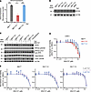 CHK1 inhibition does not induce replication stress or synergize with tazeme