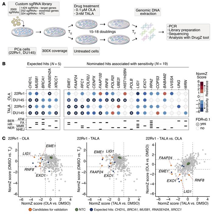 CRISPR/Cas9 screens combined with PARPi highlighted DRG-related vulnerab...
