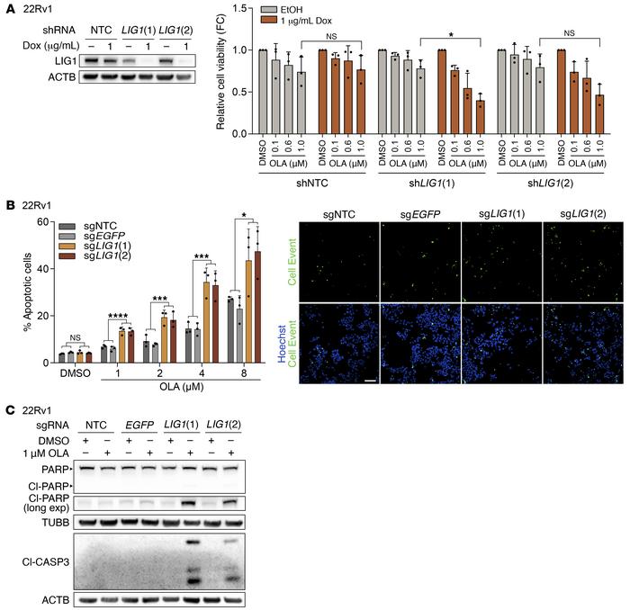 LIG1 loss combined with OLA treatment induces apoptosis in 22Rv1 cells.
...