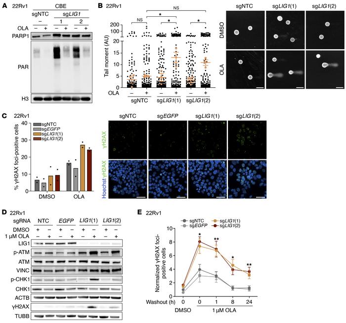 LIG1 loss combined with OLA treatment induces DNA damage in 22Rv1 cells....