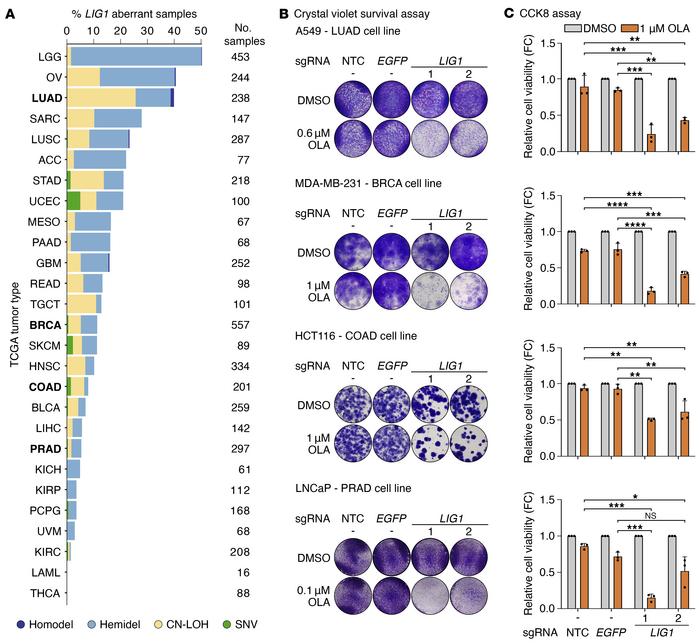 
LIG1 and PARP are synthetically lethal in multiple tumor types.
(A) Inc...