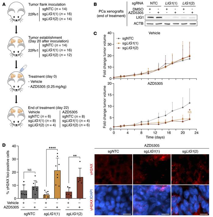 
LIG1 loss combined with PARPi treatment reduces tumor growth of PCa xen...