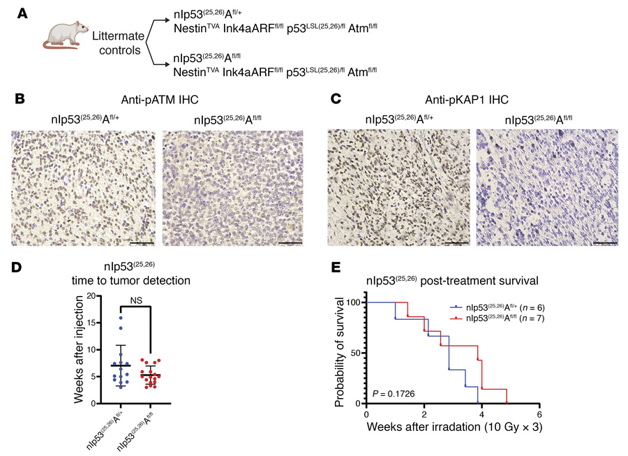 Effect of Atm loss on survival after fractionated focal brain irradiatio...