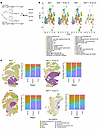 Spatial clustering in primary mouse DMGs treated with focal brain irradiati