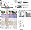 Pharmacologic inhibition and DNA damage response signaling in primary mouse