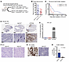 Effect of tumor-specific Atm loss in primary DMGs on a Cdkn1a-null (p21–/–)