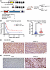 Tumor formation in mice expressing a p53 transactivation domain 1 mutant.