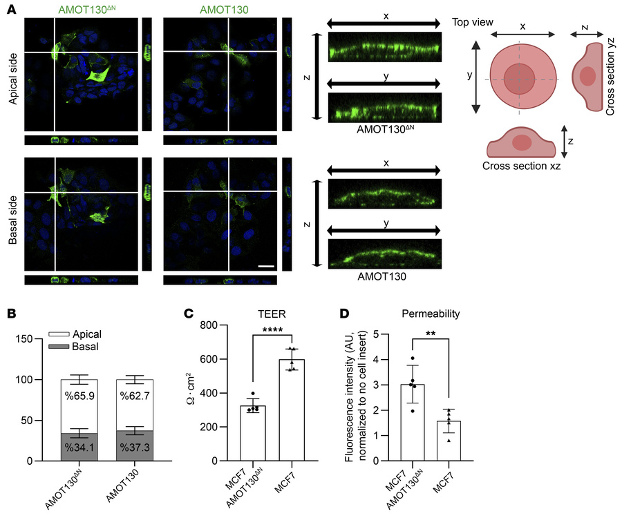 Localization of AMOT130ΔN is still predominantly at the apical membrane,...
