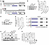 Single point mutation in the start codon of the AMOT gene leads to an in-fr