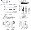 Elevated AMOT130ΔN protein level is caused by TBD loss and might be linked