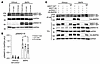 SMAD1/5 phosphorylation level after BMP6 stimulation is slightly higher in