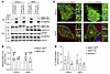 AMOT130ΔN localizes at the cell surface as AMOT130.