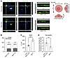 Localization of AMOT130ΔN is still predominantly at the apical membrane, as