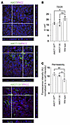 AMOT130ΔN expression and AMOT130 overexpression disrupt the cell-cell barri