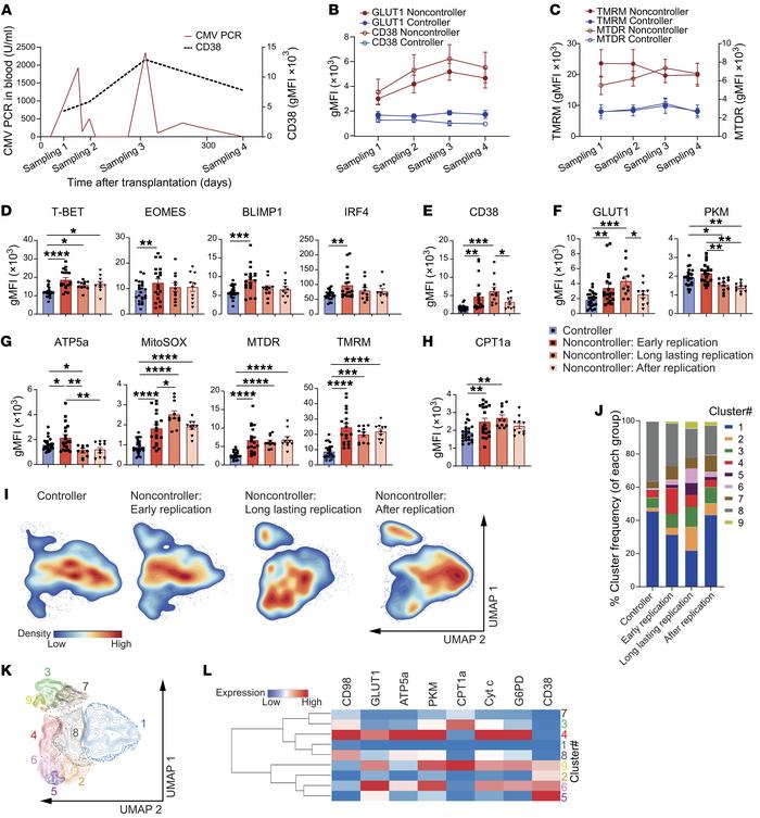 Elevated expression of CD38 on CMV-specific CD8+ T cells during viral pe...
