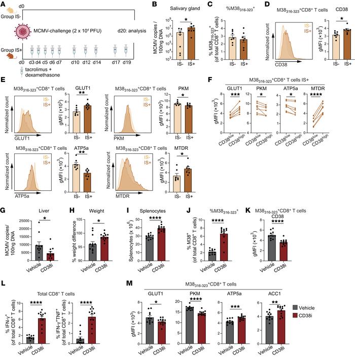 Mouse model of CMV infection confirms an increased CD38 expression on CM...
