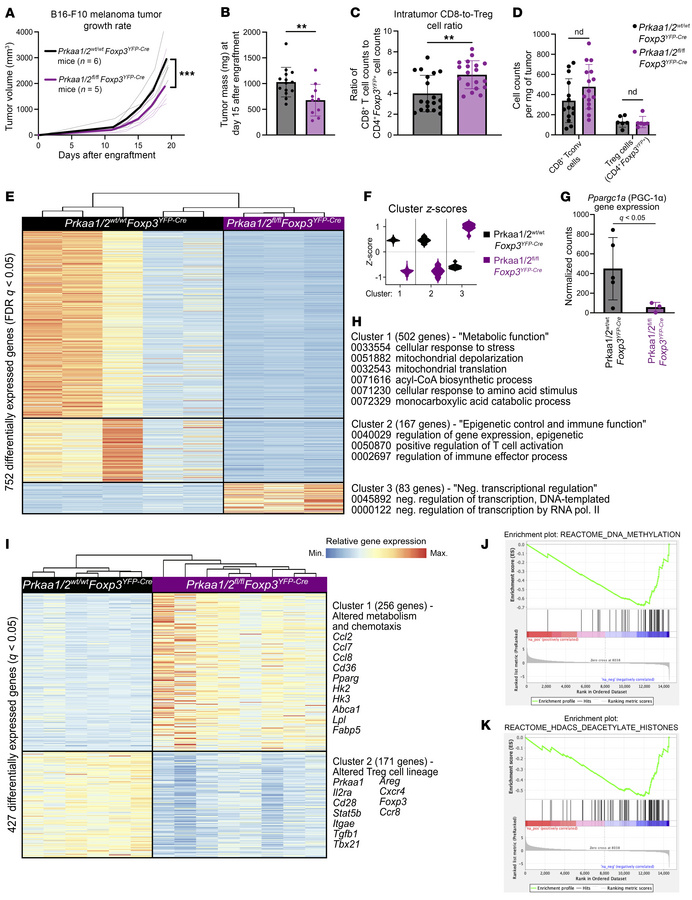 AMPKα1/α2 loss is sufficient to impair Treg cell suppressive function in...