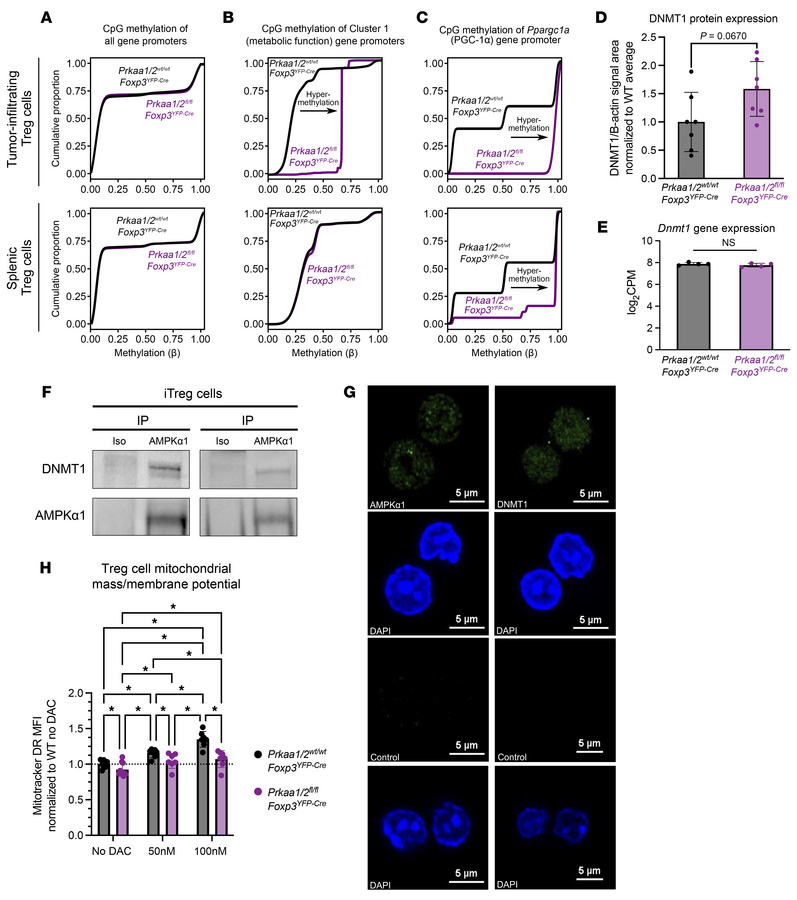 AMPKα1 interacts with DNMT1 to demethylate the promoter of mitochondrial...