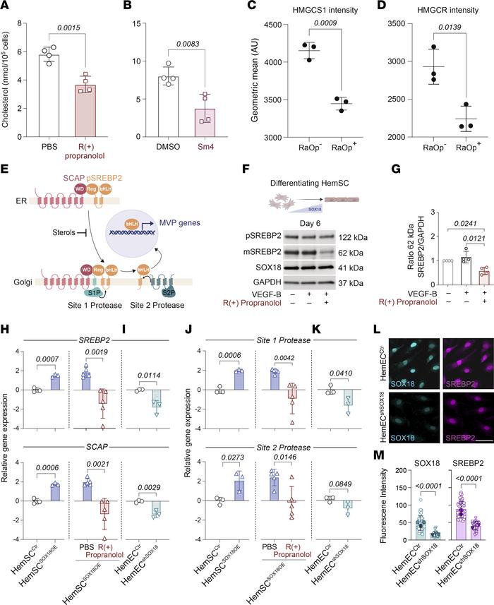 Biosynthetic output of the MVP is mediated via a SOX18-/SREBP2-dependent...