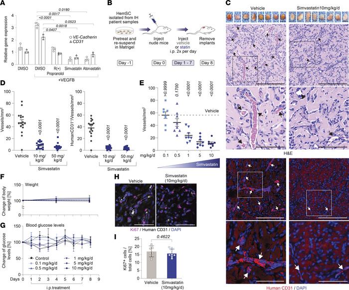 Statins inhibit HemSC endothelial differentiation and blood vessel forma...