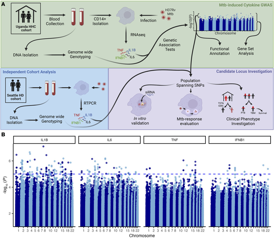 GWAS revealed 77 distinct genomic loci suggestively associated with Mtb-...