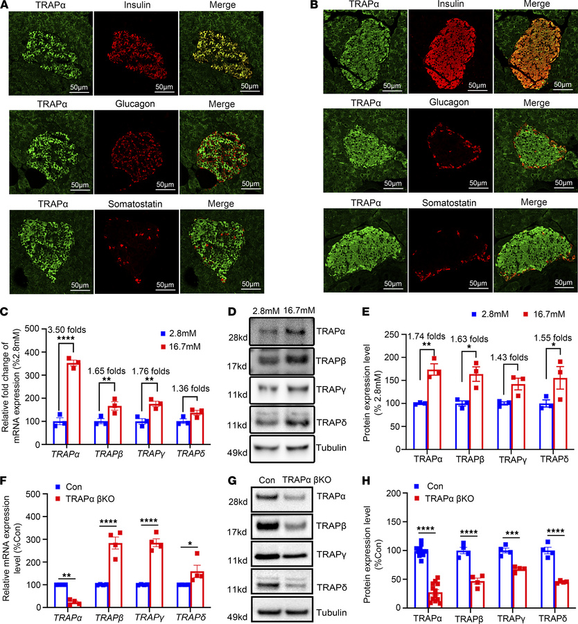 TRAPα is highly expressed in human and mouse pancreatic cells, and its e...