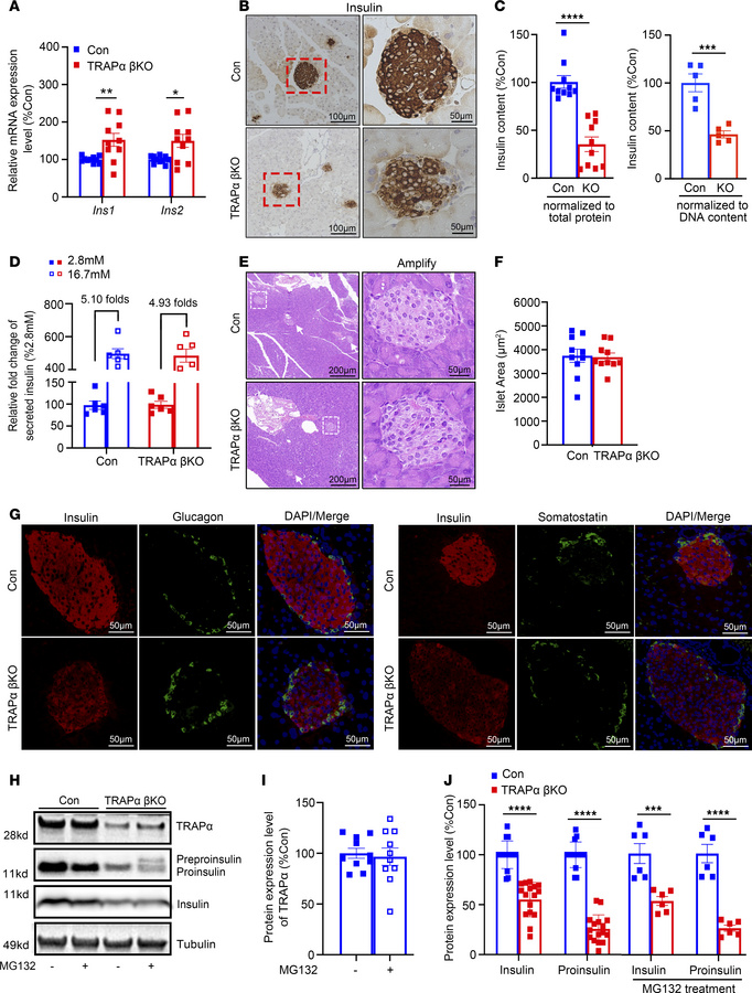 TRAPα-βKO impairs PPI translocation and decreases INS production but doe...
