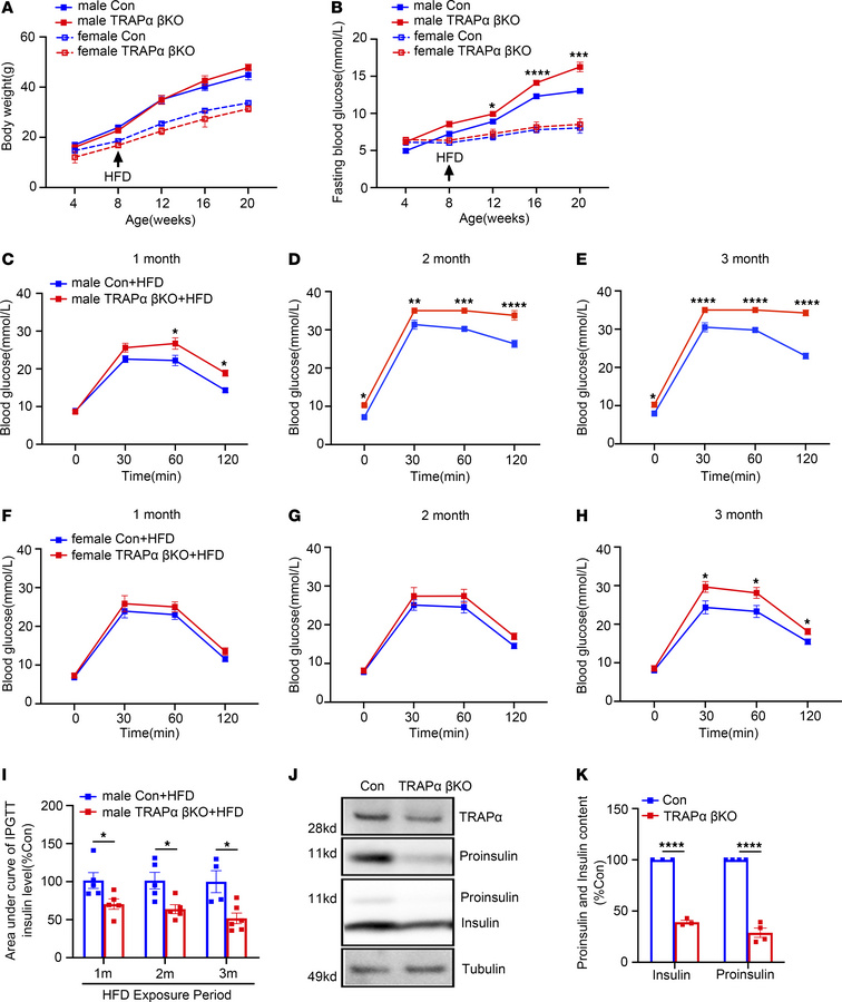 TRAPα-βKO weakens compensative ability of β cells to an HFD.
(A) Control...