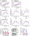 TRAPα-βKO weakens compensative ability of β cells to an HFD.