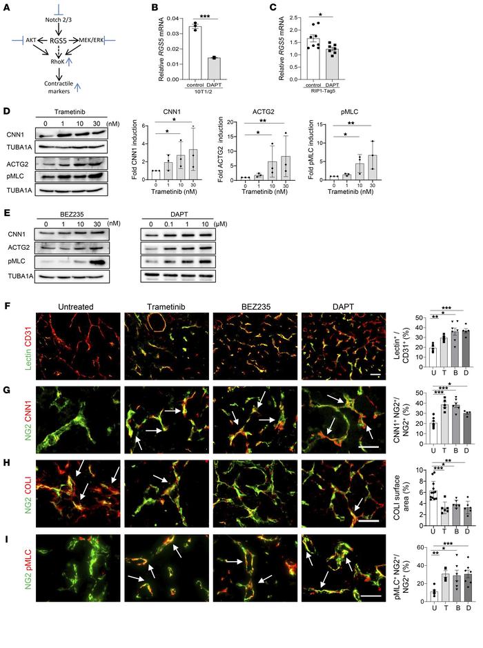 Low-dose therapeutics mimic Rgs5 knockdown by inducing pericyte maturati...