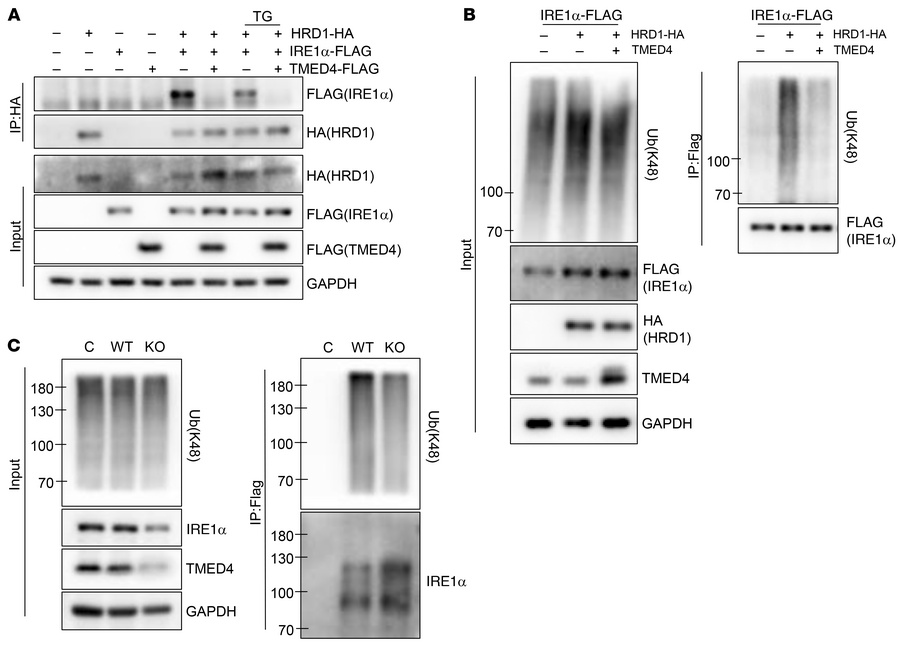 TMED4 suppresses HRD1/BIP-mediated IRE1α degradation.
(A) WB analysis of...