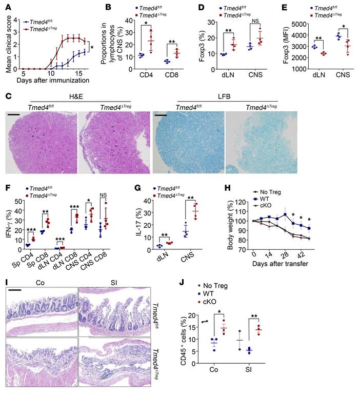 Loss of Tmed4 in Tregs leads to a more exacerbated inflammatory phenotyp...