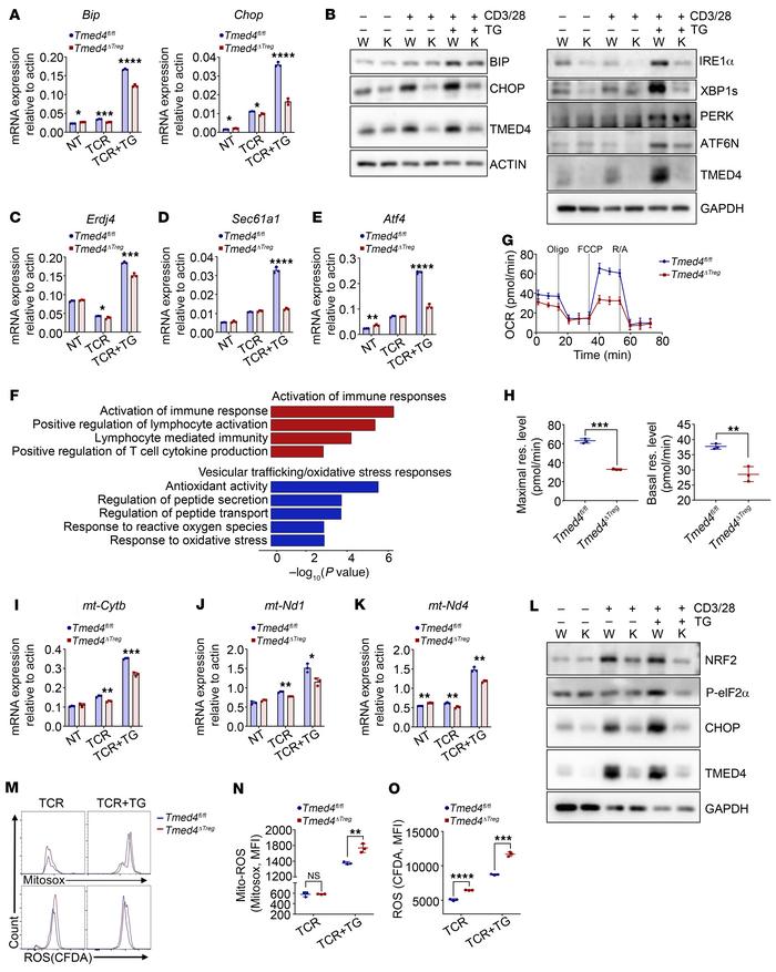 
Tmed4 deficiency leads to an impaired ERS response, mitochondrial integ...