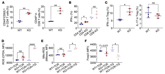 Treg-specific Ern1-KO (Ern1ΔTreg) mice phenocopy Tmed4ΔTreg mice.
(A and...