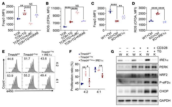 
Tmed4 deficiency in Tregs leads to lower Foxp3 expression and ROS accum...