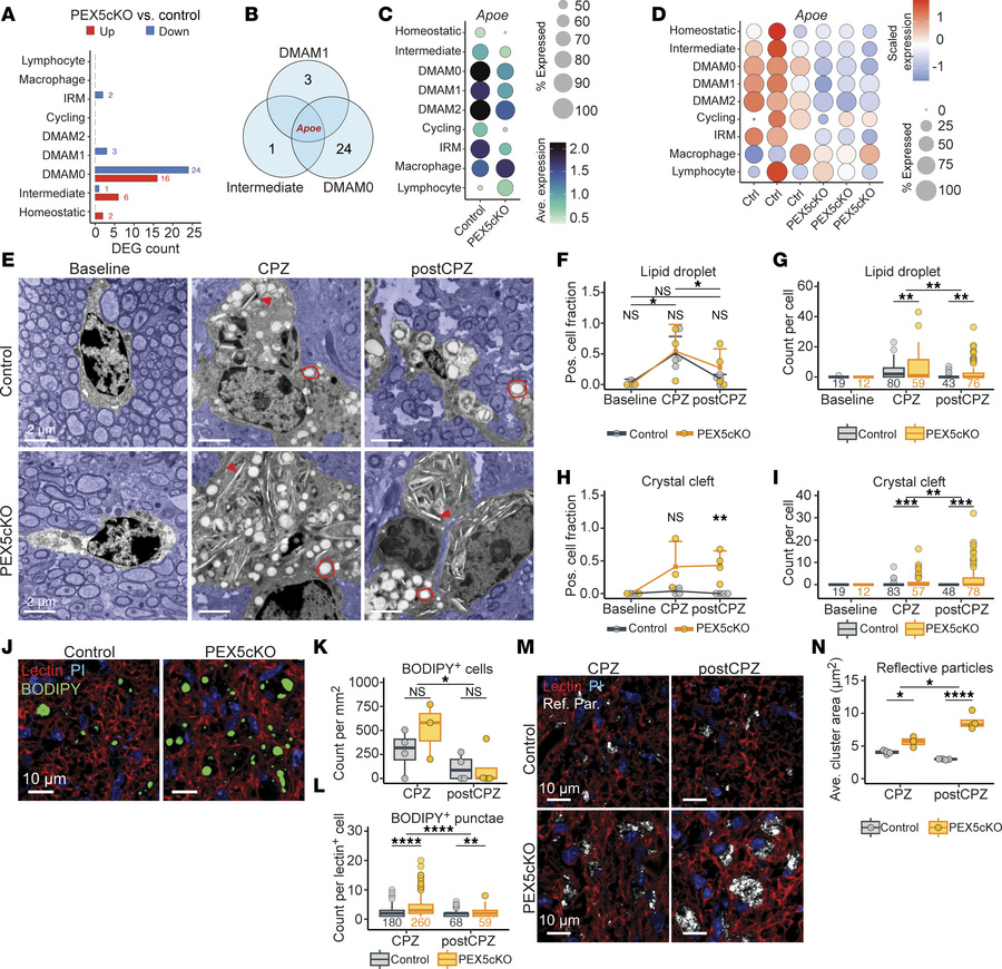 PEX5 loss impairs Apoe expression, aggravating lipid droplet burden and ...