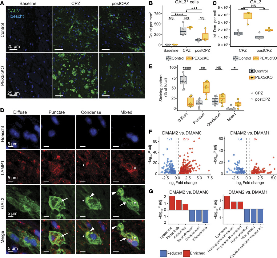 Exacerbated GAL3 response and lysosome turnover in PEX5cKO DMAMs.
(A) Re...