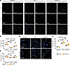 Oligodendrocyte density remains comparable between PEX5cKO and control geno