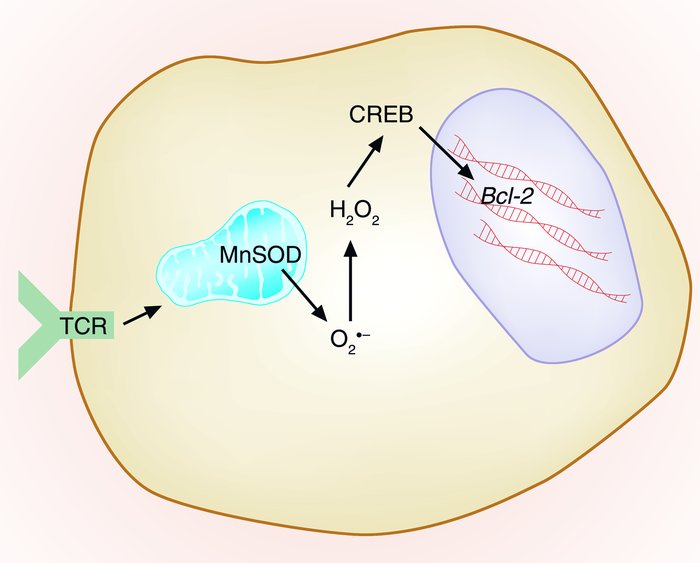 Control of ACAD by ROS. TCR activation leads to increased mitochondrial ...