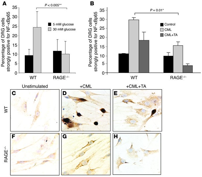 DRG from RAGE–/– mice exhibit reduced NF-κBp65 inducibility in response ...