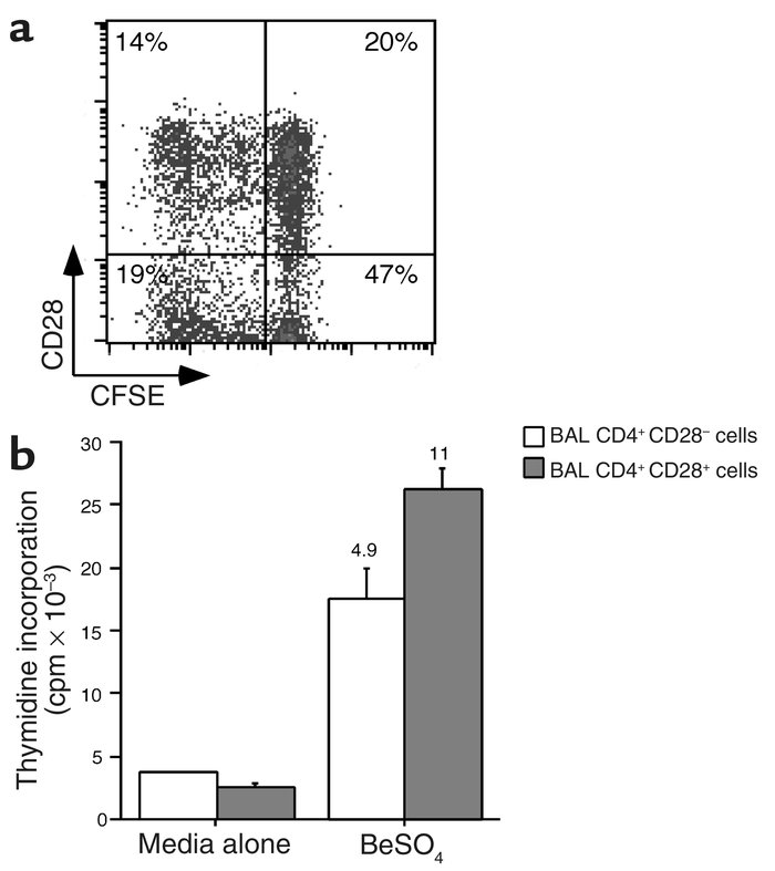 Differences in beryllium-specific BAL CD4+ T cell proliferation between ...