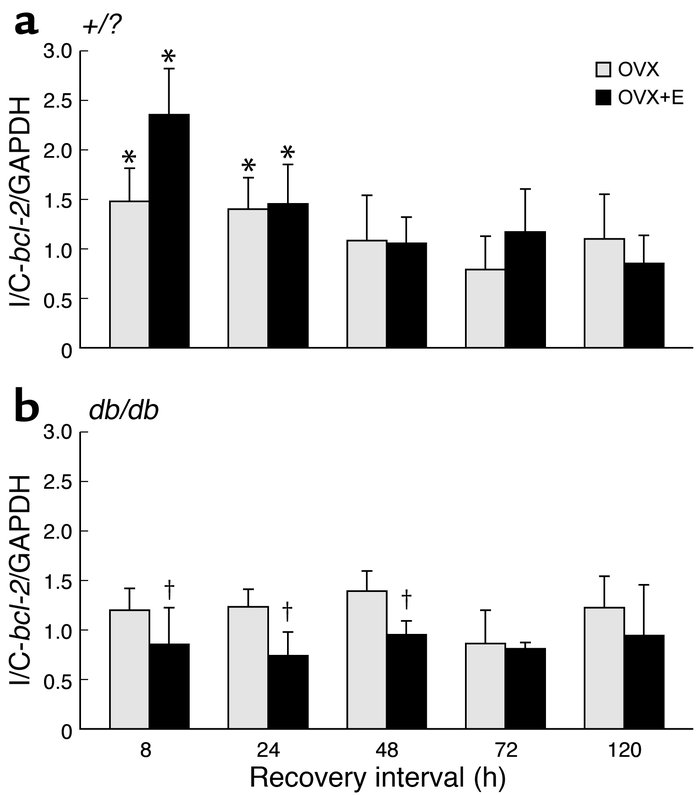 Bcl-2 expression following H/I in +/?
and db/db brains: effect of estrog...