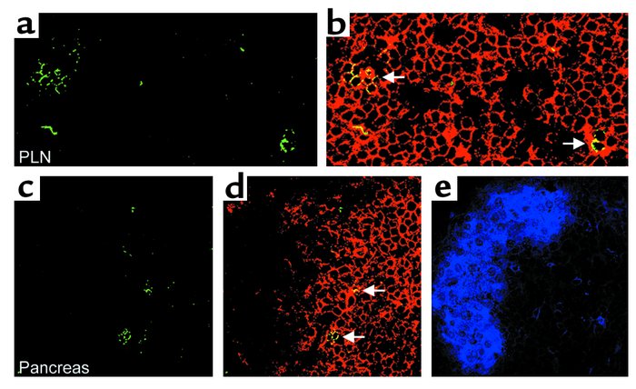 Histological detection of 2.5mi+CD4+ T cells. In situ staining of 2.5mi+...