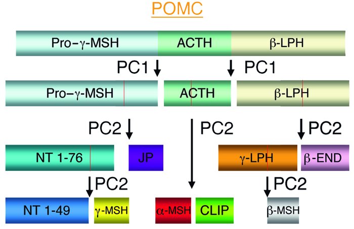 Schematic representation of the cleavage of pituitary proopiomelanocorti...