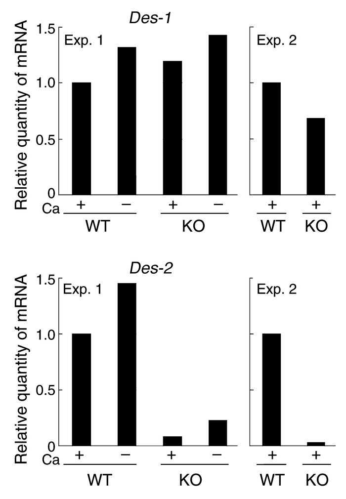 Reduction of Des-2 expression in Arnt-null keratinocytes. Keratinocytes ...