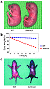 Fatal impairment of the epidermal barrier in Arnt-null mice. (a) Newborn mi