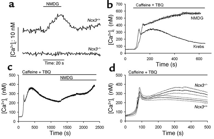 NCX activity in FDB muscle. [Ca2+]i was measured in FDB fibers loaded wi...