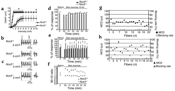 Electromyographic findings in Ncx3–/– mice. (a) Recruitment curves of mu...