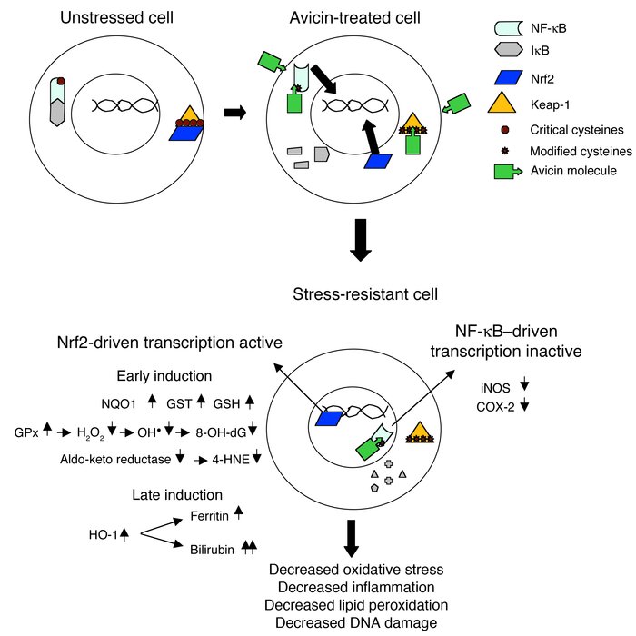 A proposed model of avicin-induced enhancement of the innate stress resp...