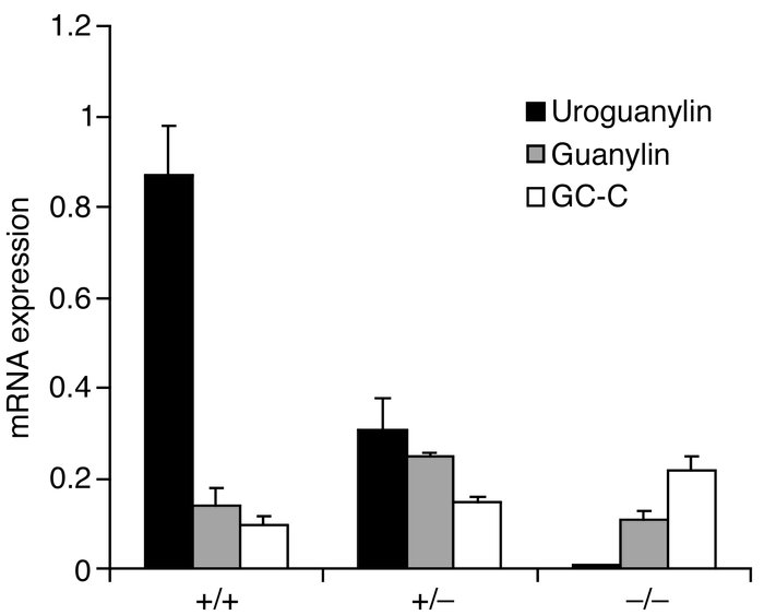 Real time RT-PCR of renal tissue from uroguanylin WT, heterozygous, and ...